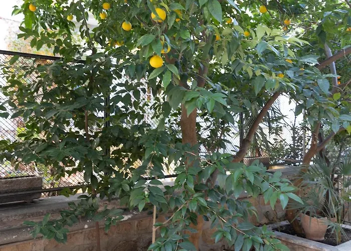 The Orange Garden Apartment Rome